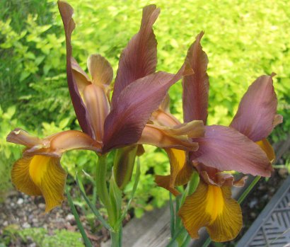 Iris hollandica 'Autumn Princess' 